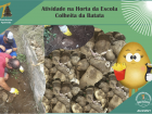 Colheita da Batata